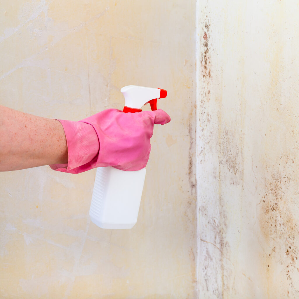 Schimmelentfernung an einer Wand mit Sprühmittel