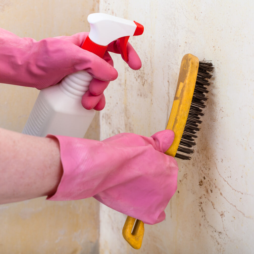 Schimmelbefall wird mit Spray und Bürste von der Wand entfernt
